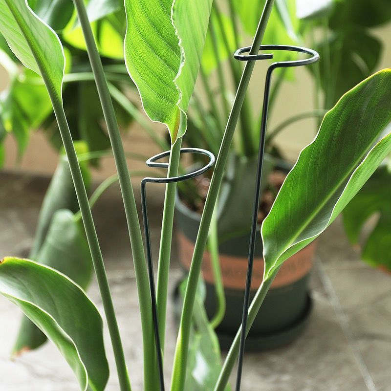 1/10pcs Garden Support Stake R - Plant Parent Tools 评论和价格