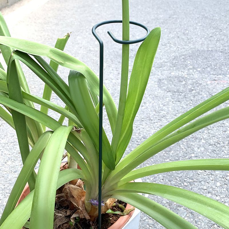 1-10pcs Metal Single Stem Plan - Plant Parent Tools 评论和价格